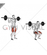 Barbell Narrow Stance Squat