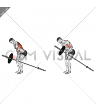 Barbell One Arm Bent over Row