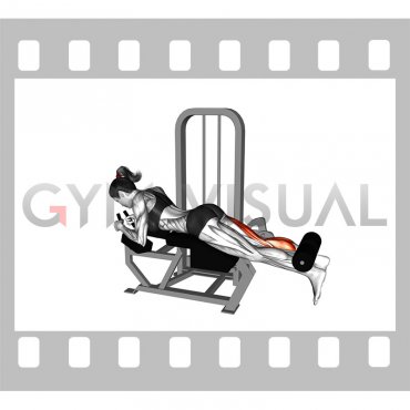 Lever Lying Single Leg Curl (female)