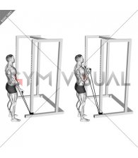 Band Standard Biceps Curl (male)