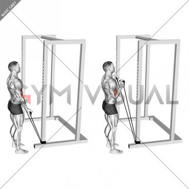 Band Standard Biceps Curl (male)