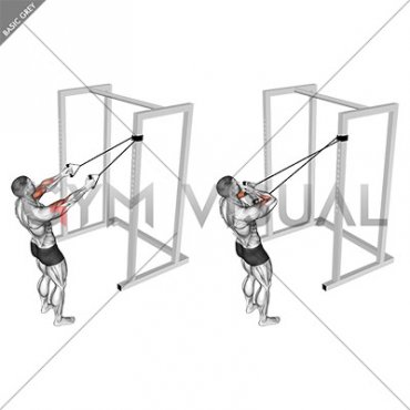 Band Cross Chest Biceps Curl (male)