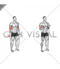 Band Close Grip Biceps Curl