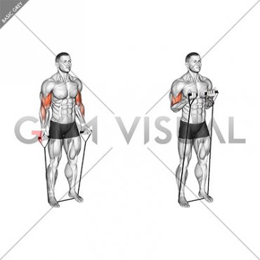 Band Close Grip Biceps Curl