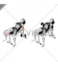 Dumbbell Incline Biceps Curl (VERSION 2) (female)