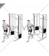Cable Unilateral Bicep Curl