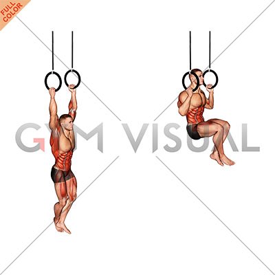 Premium Photo | Sport, fitness, training and people concept - man  exercising and doing ring pull-ups in gym