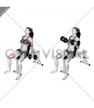 Dumbbell Incline Biceps Curl (70 degrees) (female)