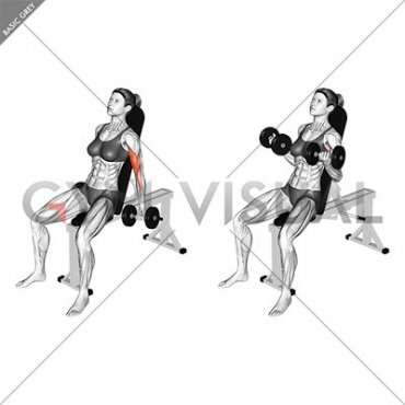 Dumbbell Incline Biceps Curl (70 degrees) (female)