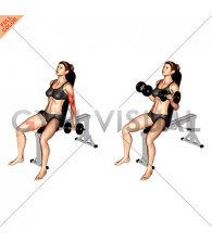 Dumbbell Incline Biceps Curl (70 degrees) (female)