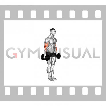 Dumbbell Standing Drag Curl (VERSION 2)