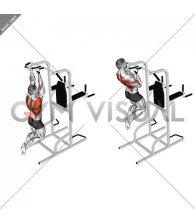 Supinated Narrow Grip Pull-up