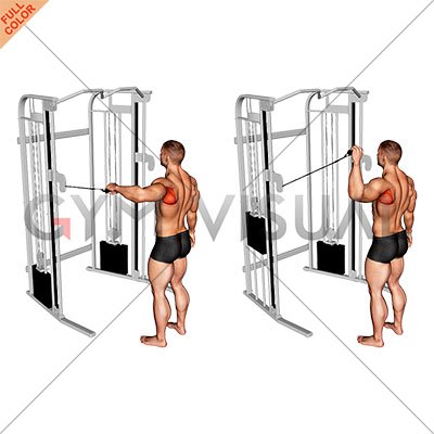 https://gymvisual.com/23886-thickbox_default/cable-shoulder-90-degrees-external-rotation.jpg