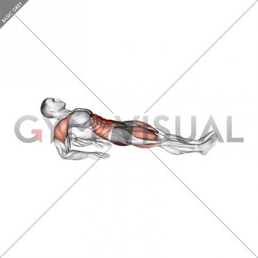 Reverse Plank on Elbows