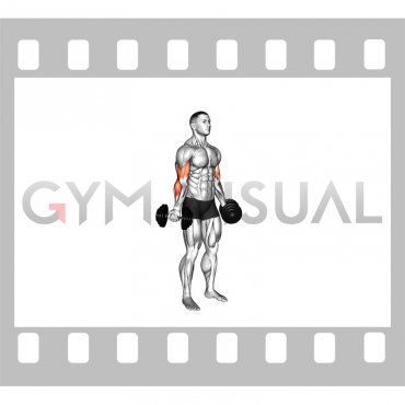 Dumbbell Standing Inner Biceps Curl