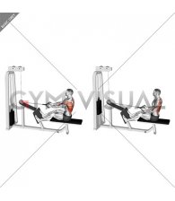 Cable Seated Lats Focused Row