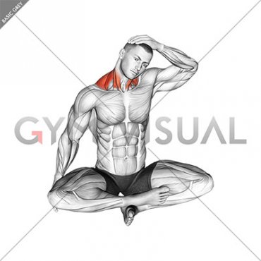 Seated Neck Side Stretch