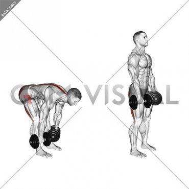 Dumbbell Straight Leg Deadlift