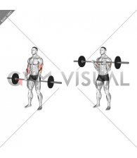 Barbell Reverse Curl