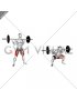 Barbell Wide Squat