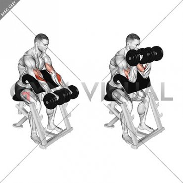 Dumbbell Reverse Preacher Curl