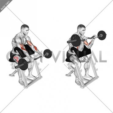 EZ Barbell Reverse grip Preacher Curl