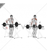 Barbell Rear Delt Raise