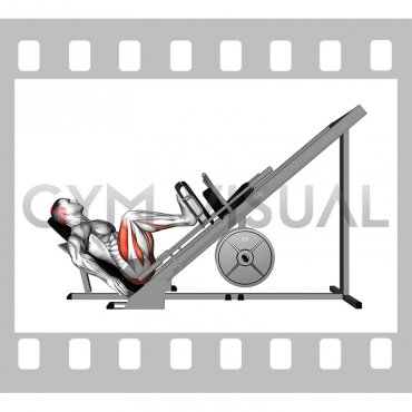 Sled 45° Leg Press (Side POV)