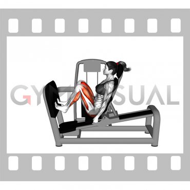 Lever Seated Squat Calf Raise on Leg Press Machine (female)