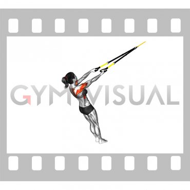 Suspender Split Fly (female)