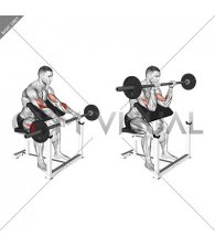 Barbell Reverse Preacher Curl