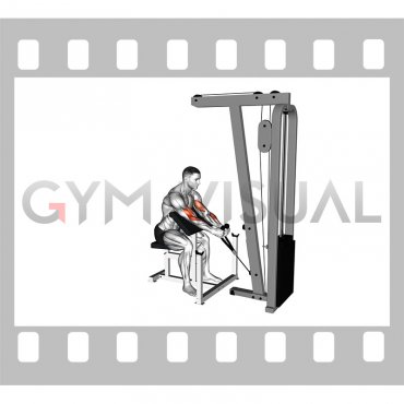 Cable Rope Hammer Preacher Curl