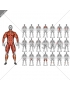 Body muscles. Front view