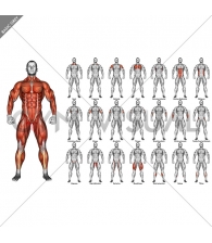 Body muscles. Front view