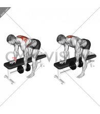 Dumbbell Bent-Over Scapula Row (male)