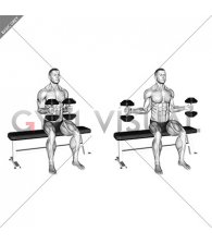 Dumbbell Seated External Rotation (male)