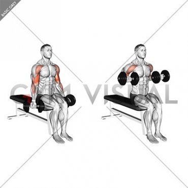 Dumbbell Seated Drag Curl