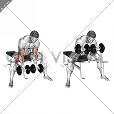 Dumbbell Seated Double Concentration Curl