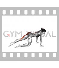 Kneeling Straight Leg Kickback (VERSION 2) (left) (female)