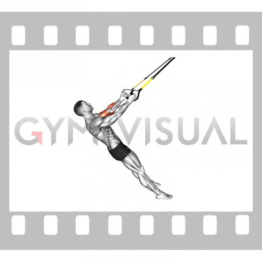 Suspender Biceps Curl (male)