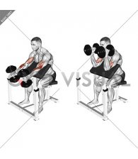 Dumbbell Hammer Preacher Curl