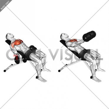 Dumbbell Incline Low Fly