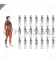 Body muscles. Female. Side view