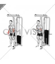 Cable Reverse Grip Biceps Curl (SZ-bar)