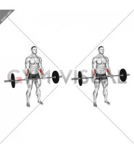 Barbell Standing Wrist Curl