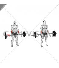 Barbell Standing Wrist Reverse Curl