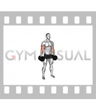 Dumbbell Standing Alternate Reverse Curl