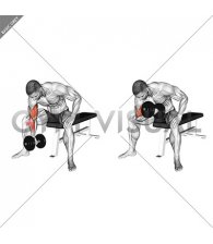 Dumbbell Concentration Curl