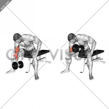 Dumbbell Concentration Curl
