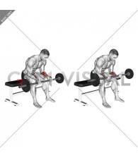 Barbell Wrist Curl (version 2)